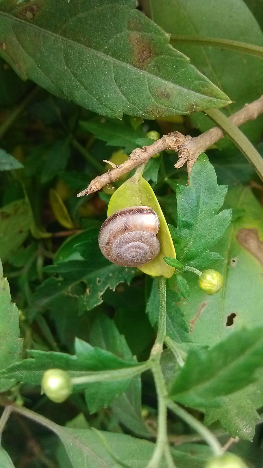 green, green leaf, snails, macro, plant part, mollusk, gastropod HD wallpaper