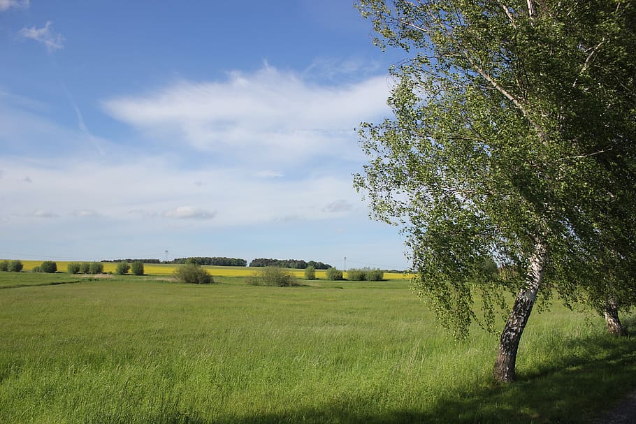 summer, nature, landscape, rest, idyll, relaxation, field, reported HD wallpaper