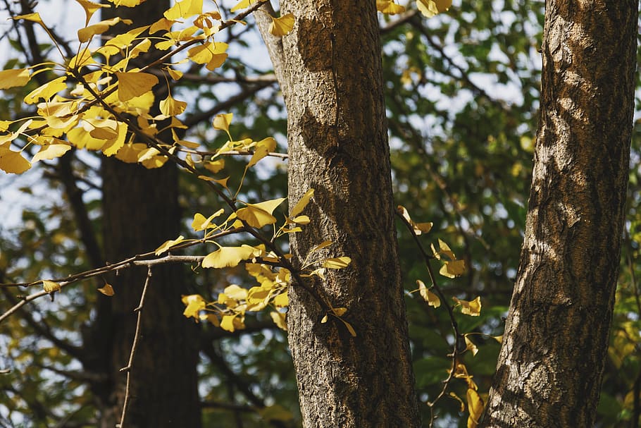 plant, tree, tree trunk, leaf, animal, bird, undershirt, clothing HD wallpaper