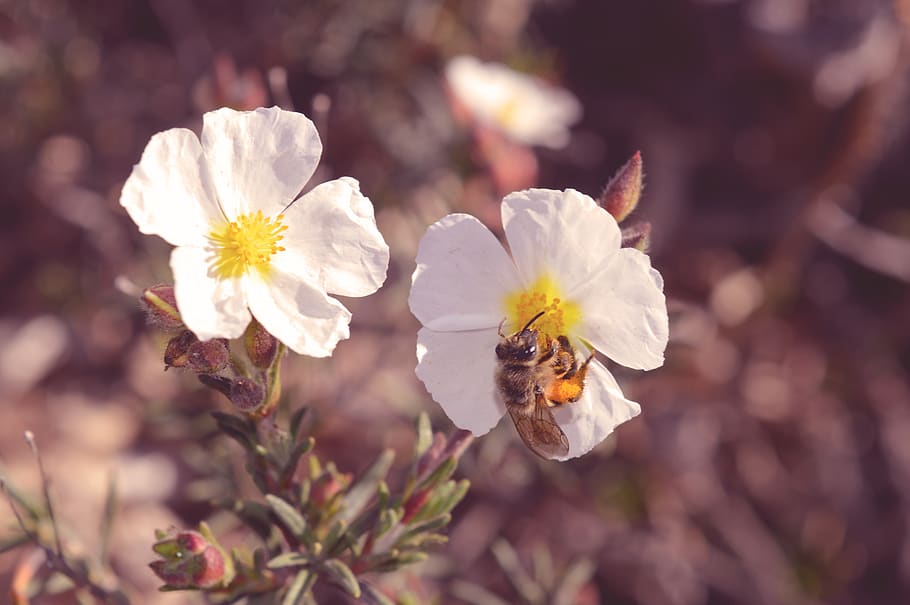 flower, flora, nature, bee, fauna, flowering plant, fragility HD wallpaper