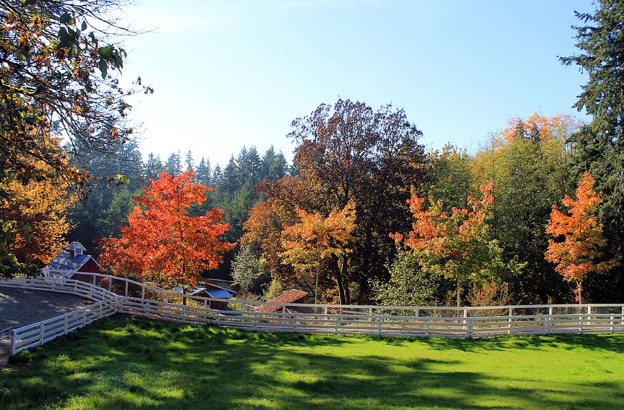 trees, autumn, fall, color, yellow, orange, farm, fence, grass HD wallpaper