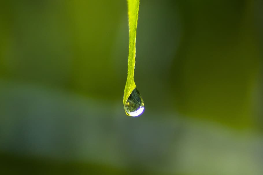 drip, water, raindrop, liquid, nature, drop of water, macro HD wallpaper