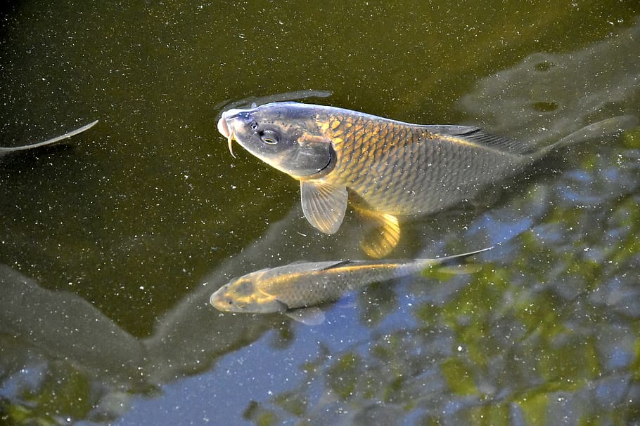 fish, water, animal, animal wildlife, animal themes, swimming HD wallpaper