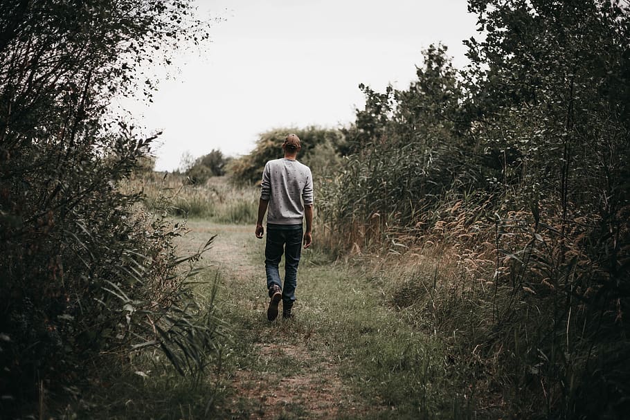 man walking on green grass, plant, rear view, one person, tree HD wallpaper