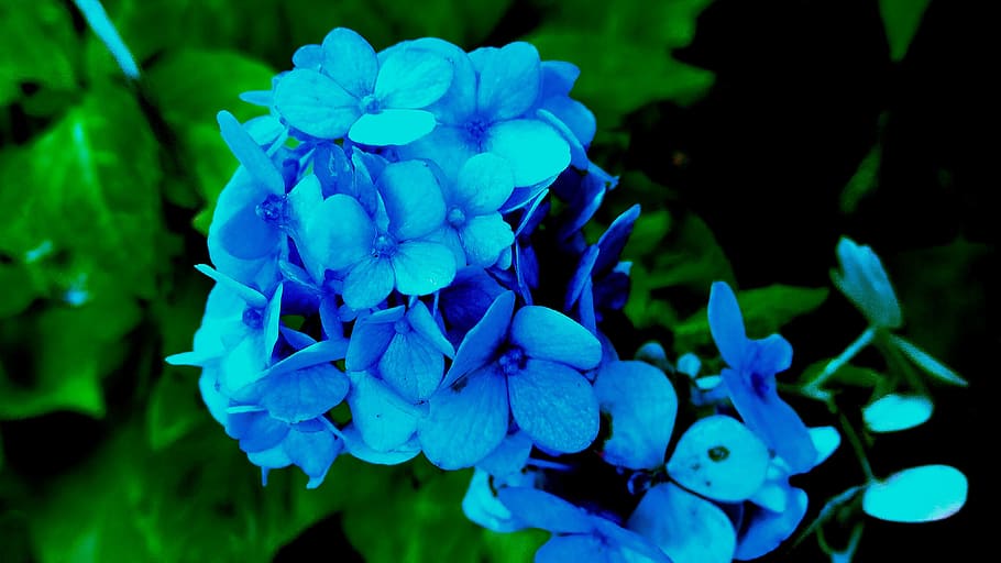 flower, blue, green, flowering plant, petal, beauty in nature HD wallpaper