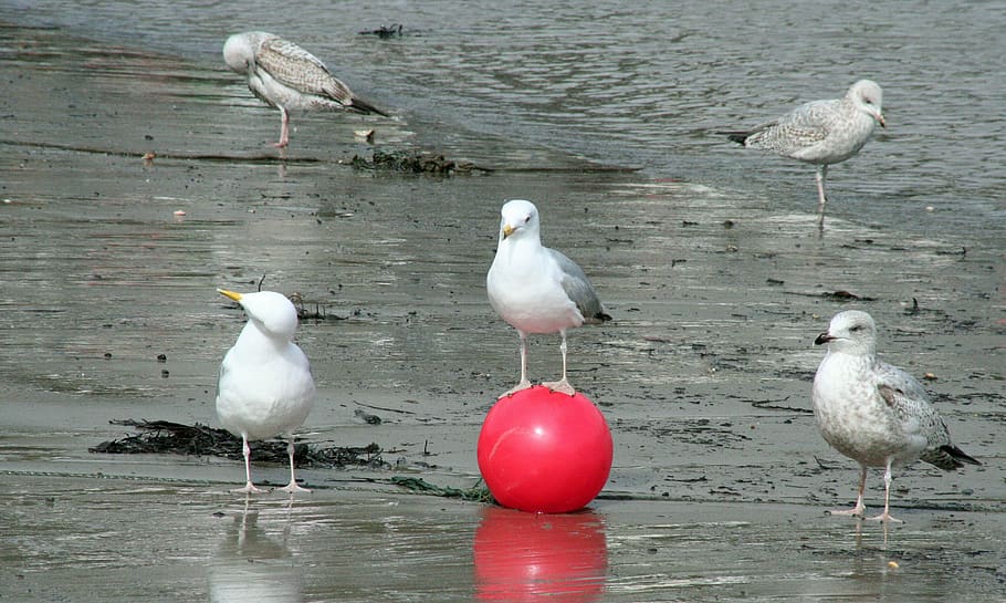 seagulls, managers, ball, bird, vertebrate, animal, animal themes HD wallpaper