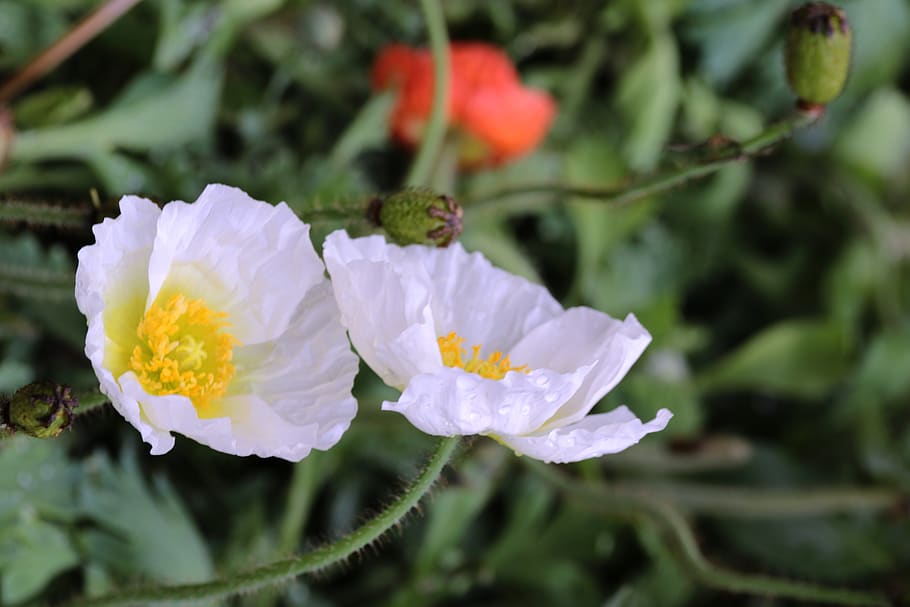 macau, flowers, flowering plant, fragility, vulnerability, freshness HD wallpaper