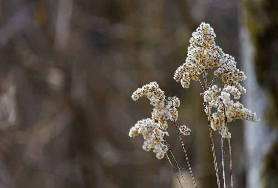wallpaper, texture, pattern, nature, flower, season, tree, plant HD wallpaper