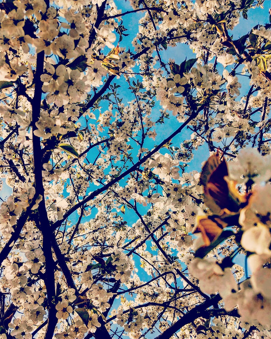 flowers, spring, nature, tree, plant, branch, growth, low angle view HD wallpaper