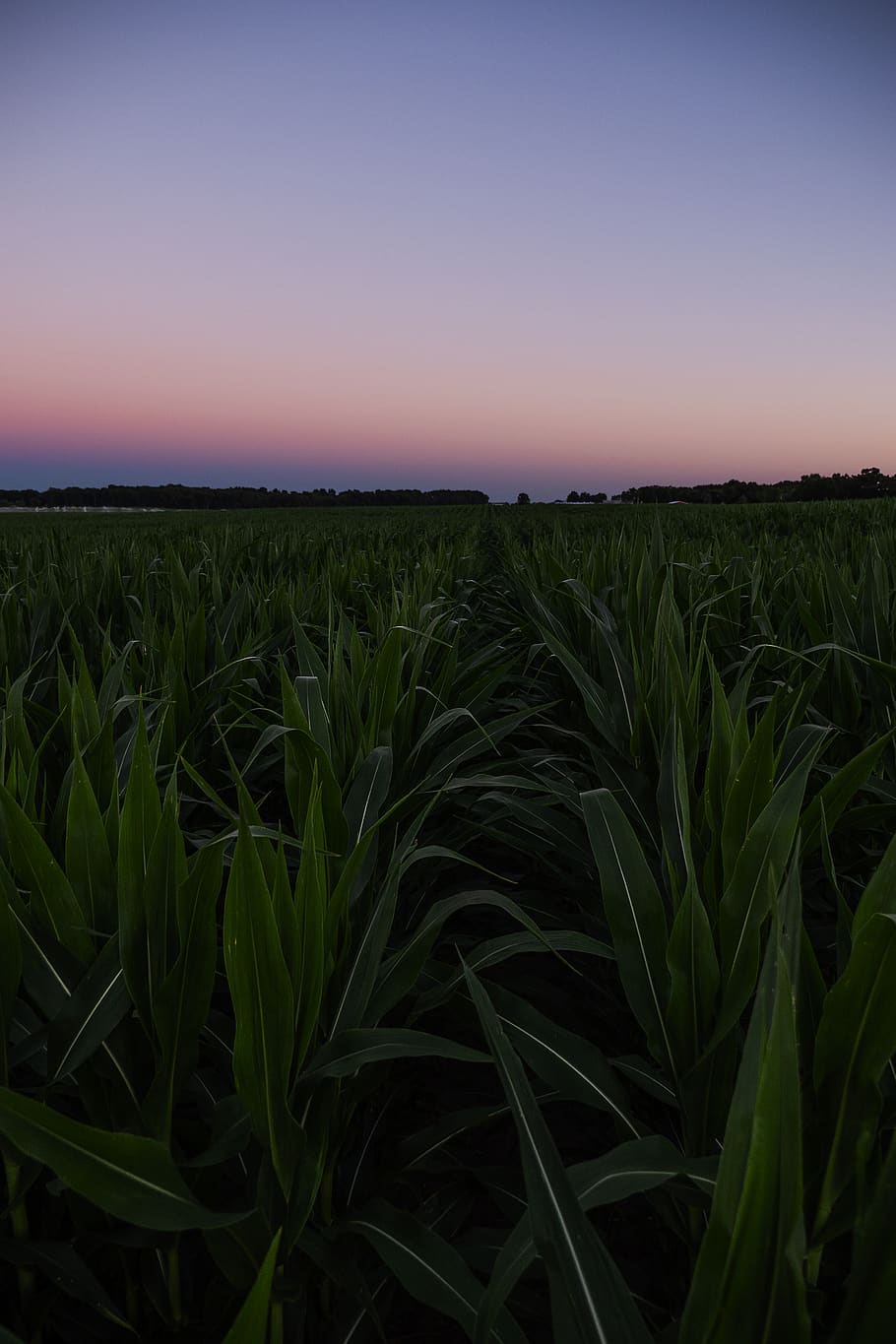 green grass, landscape, field, growth, plant, sky, agriculture HD wallpaper