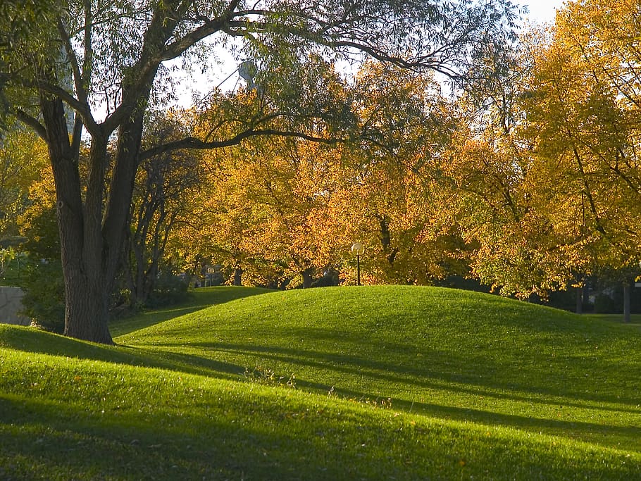 trees, park, green, autmn, plant, beauty in nature, autumn HD wallpaper