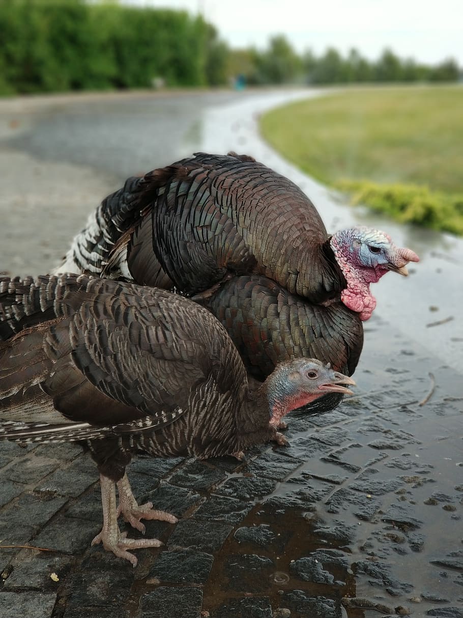 turkey, bird, nature, animal, animal themes, vertebrate, animal wildlife HD wallpaper