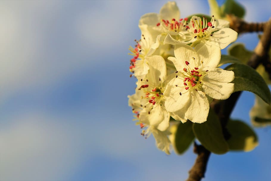 flower, spring, branch, nature, tree, plant, beautiful, blooming HD wallpaper