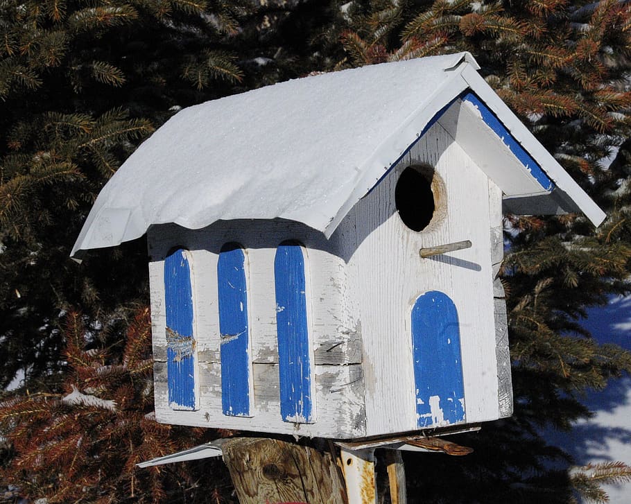 canada, langenburg, bird house, winter, plant, snow, white color HD wallpaper