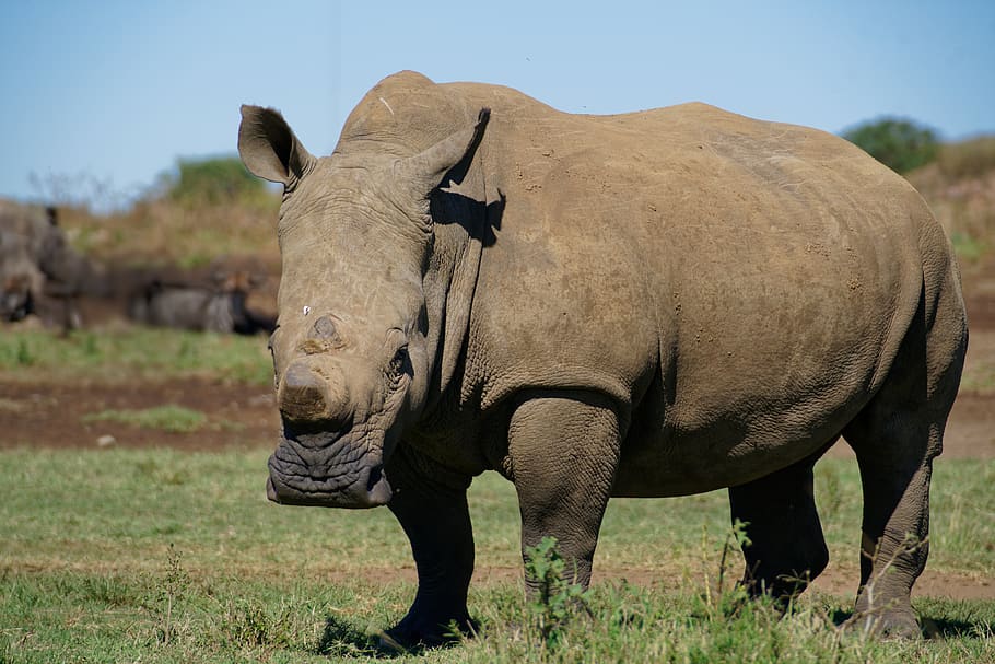black hippopotamus, rhino, animal, wildlife, africa, mammal, elephant HD wallpaper