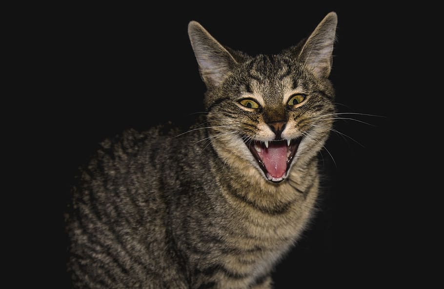 cat, animal, fur, anger, predator, emotions, figure, whim, animal themes HD wallpaper