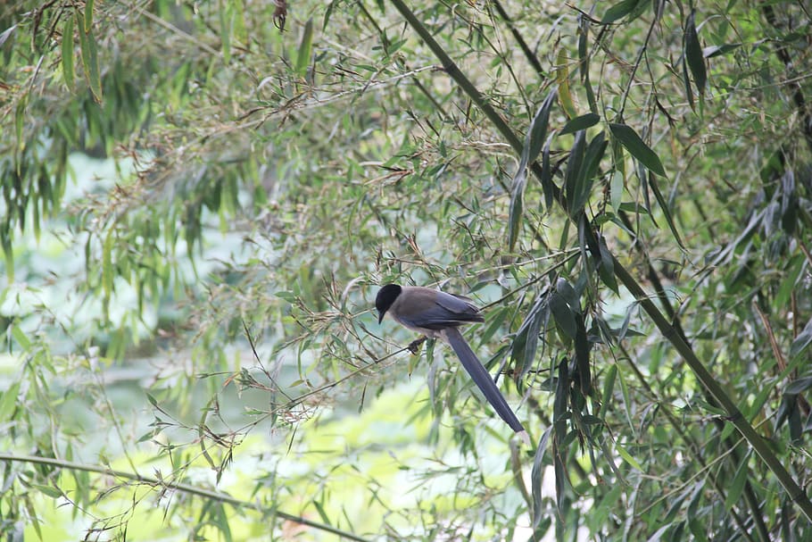 bamboo, bird, perched, animals in the wild, animal wildlife HD wallpaper