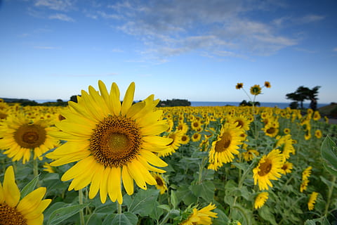 Hd Wallpaper ひまわり Flower Flowering Plant Yellow Animal Themes Wallpaper Flare