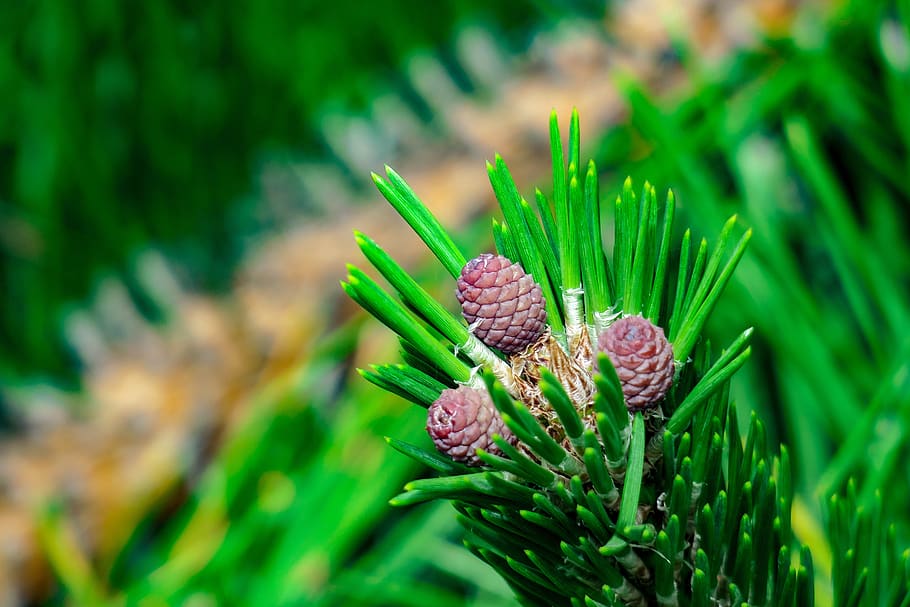 pine, echinacea, plant, fruit, natural, pine cone, green color HD wallpaper
