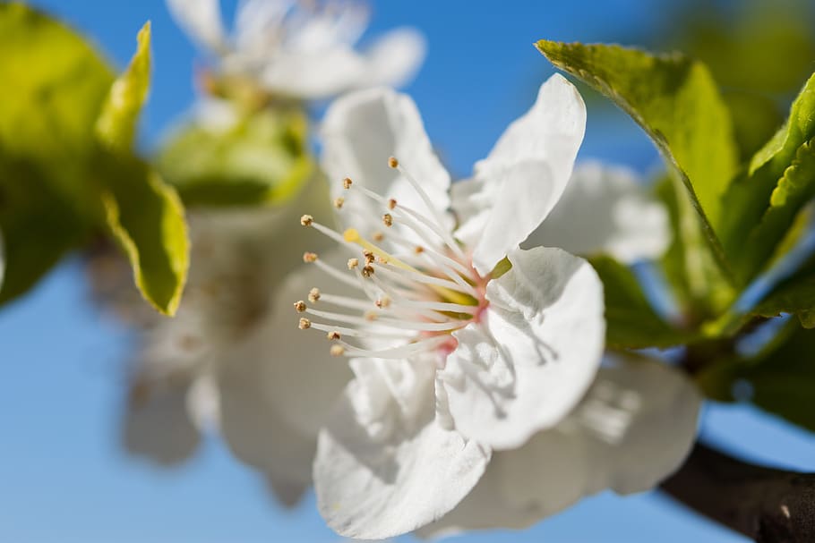 nature, flowers, cherry, spring, may, april, white, bloom, inflorescence HD wallpaper