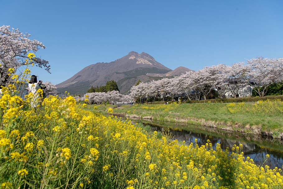 plant, flower, beauty in nature, flowering plant, sky, scenics - nature HD wallpaper