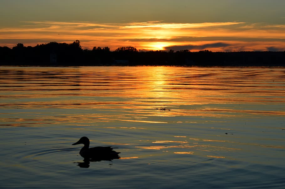 west, the sun, light, clouds, sky, the silhouette, birds, city HD wallpaper