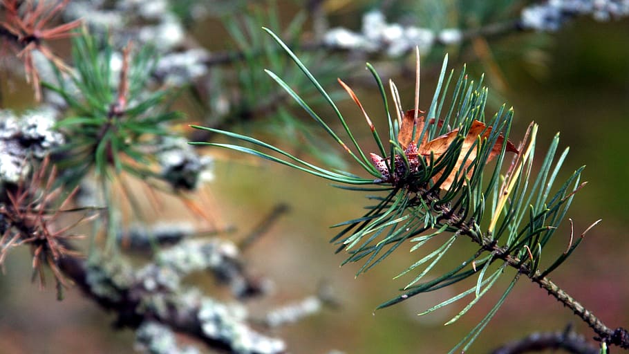 sprig, christmas tree, pine, needles, coniferous, iglak, nature HD wallpaper
