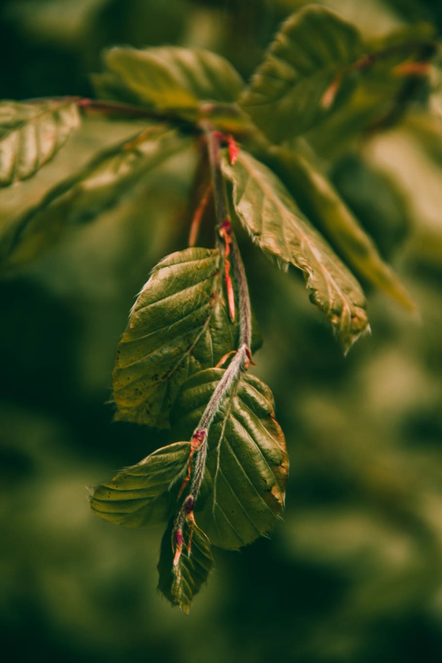 veins, plant, leaf, tree, animal, insect, invertebrate, conifer HD wallpaper