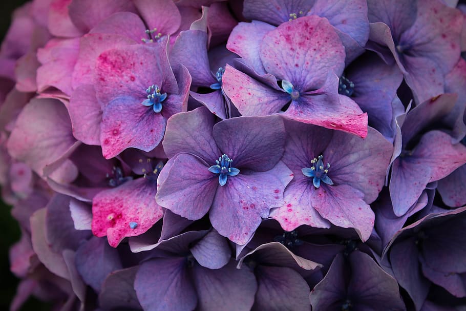 purple flowers, person, human, people, blossom, geranium, plant HD wallpaper