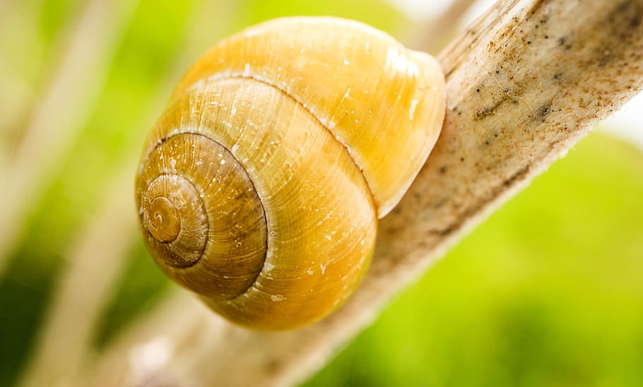 animal, invertebrate, snail, snail nature outdoors rye harbour east sussex, HD wallpaper
