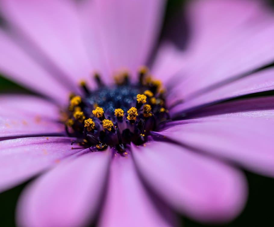 gerbera, flower, macro, nature, orange, blue, pink, summer HD wallpaper