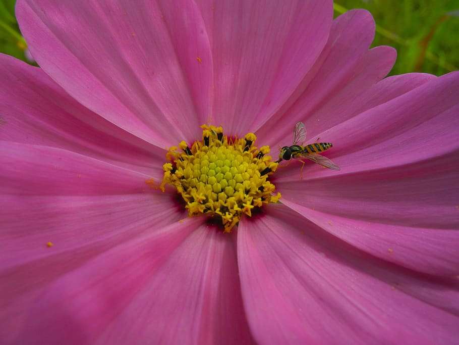 flower, bee, pollen, blossom, honey, cosmos, flowering plant HD wallpaper