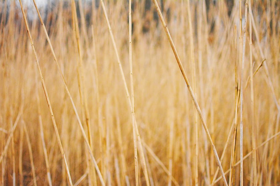 brown grass, plant, lawn, reed, agropyron, summer, nature, background, HD wallpaper