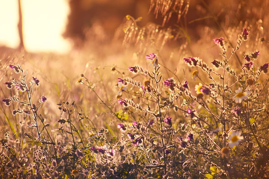 Selective Focus Photography of Purple Flowers, beautiful, bloom HD wallpaper