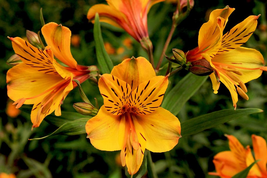 flower, blossom, bloom, spring, petals, summer, botanical, floral HD wallpaper
