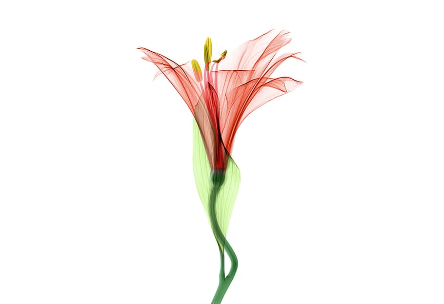 red-flower-clip-art.jpg