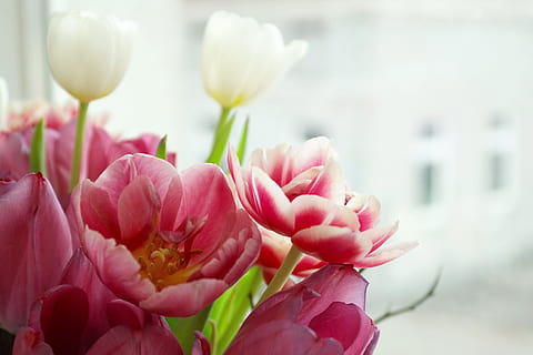 Pink Tulip Flowers, background, beautiful, bloom, blooming, blossom HD wallpaper