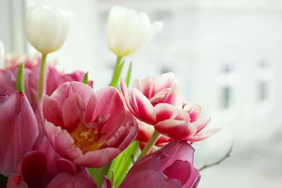 Pink Tulip Flowers, background, beautiful, bloom, blooming, blossom HD wallpaper