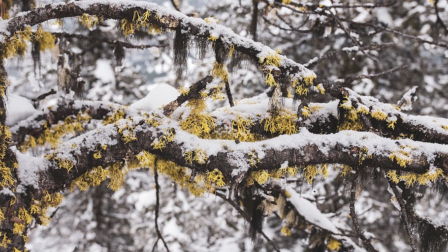 brown tree drift, winter, cold temperature, snow, plant, no people HD wallpaper