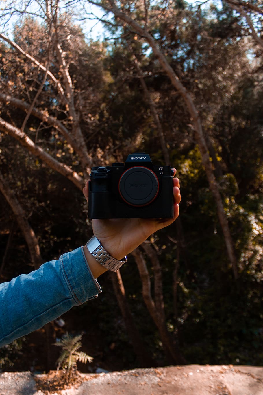 person holding camera, tree, photography themes, plant, human hand HD wallpaper