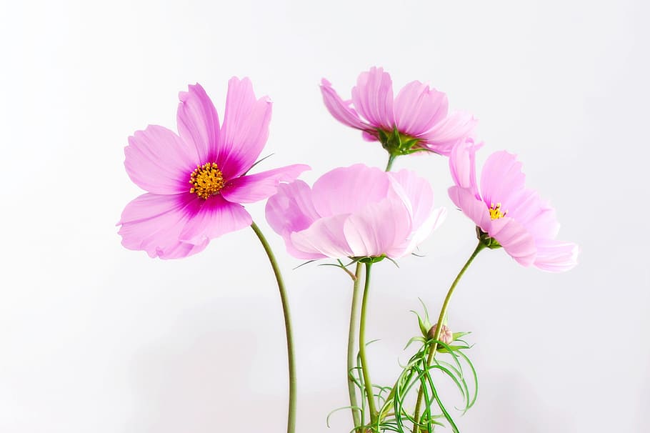 Purple Petal Flower, bloom, blossom, close, flora, flowers, nature HD wallpaper