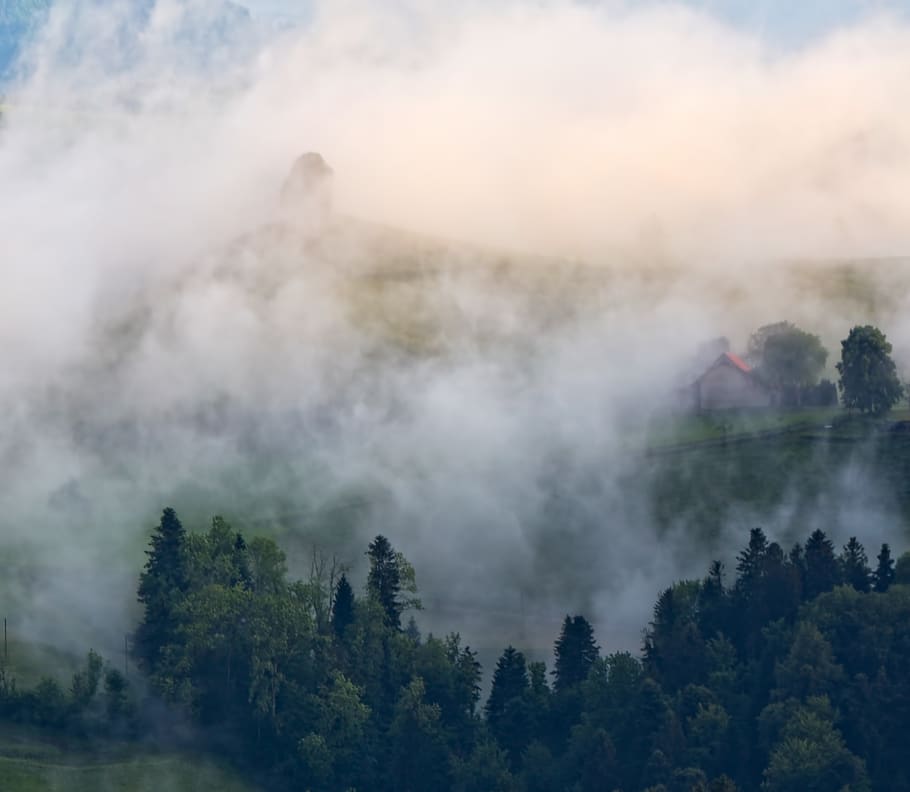 forest, tree, fog, storm, cloud, sunset, glow, hill, mountain HD wallpaper