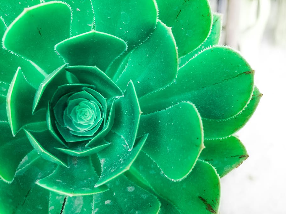 nepal, green color, plant, close-up, flower, succulent plant HD wallpaper