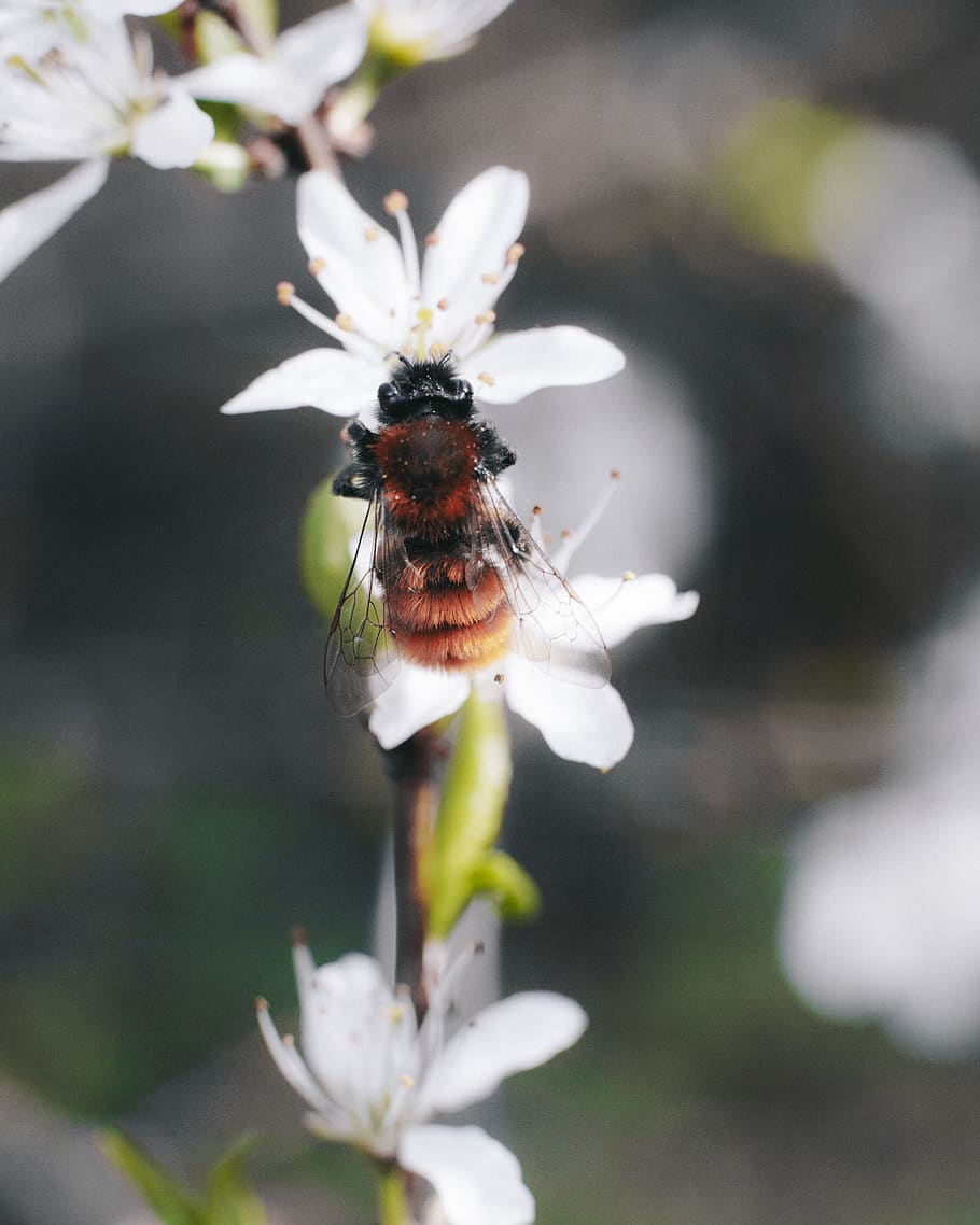 Brown and Black Bee, beetle, bumblebee, depth, flora, flower HD wallpaper
