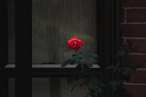 red rose, jar, flora, vase, pottery, potted plant, flower, blossom HD wallpaper