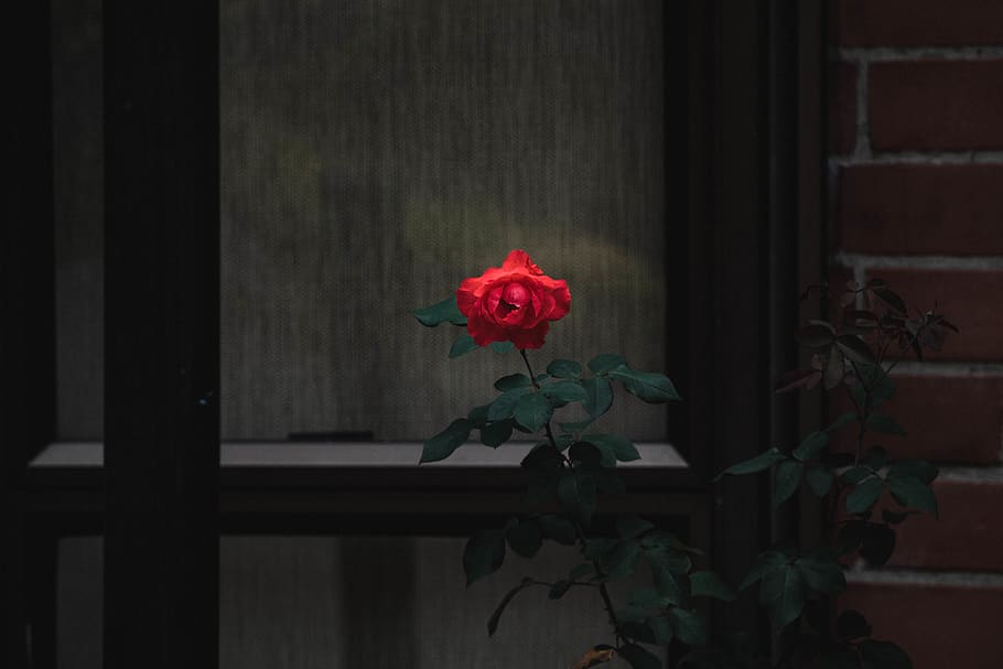 red rose, jar, flora, vase, pottery, potted plant, flower, blossom HD wallpaper
