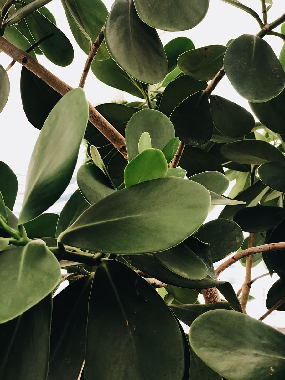 Close-Up Photo of Leaves, branches, foliage, growth, lush, tree HD wallpaper