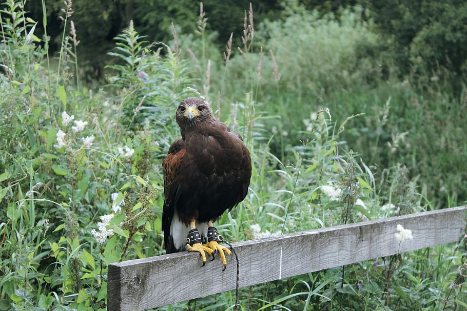hawk, harris, raptor, falconry, prey, predator, carnivore, hunting HD wallpaper