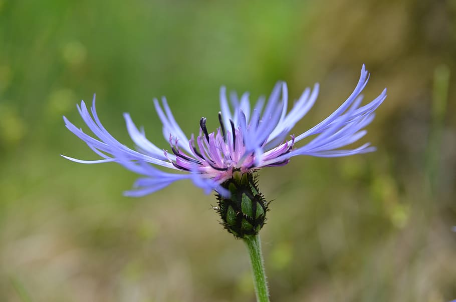 cornflower, blossom, bloom, plant, blue, nature, flora, petal HD wallpaper