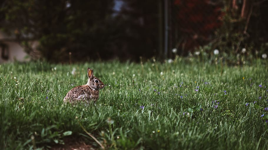 green, grass, lawn, field, squirrel, animal, cottontail, plant HD wallpaper